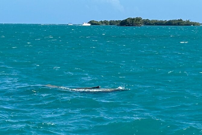 Puerto Rico: Bio Bay Swim and Sunset Charter or Late night tour - Boats, Crew, and the Small-Group Advantage