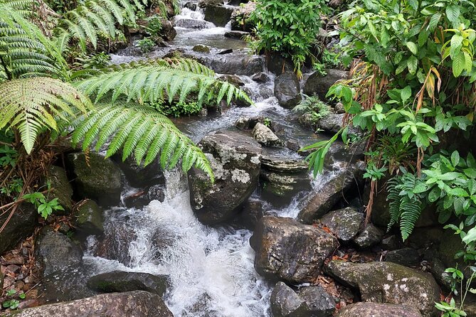 Puerto Rico: El Yunque Sightseeing Half-Day Tour w/Transfer - Junglequí River Time and Cooling Off the Right Way