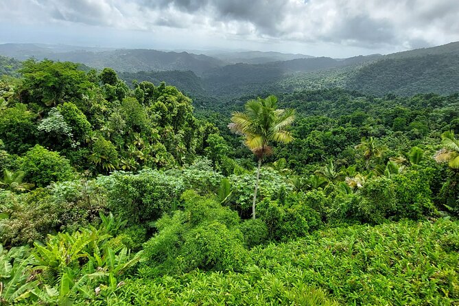 Puerto Rico: El Yunque Sightseeing Half-Day Tour w/Transfer - Guides and Driving: Small Group Feels Safer and Smoother