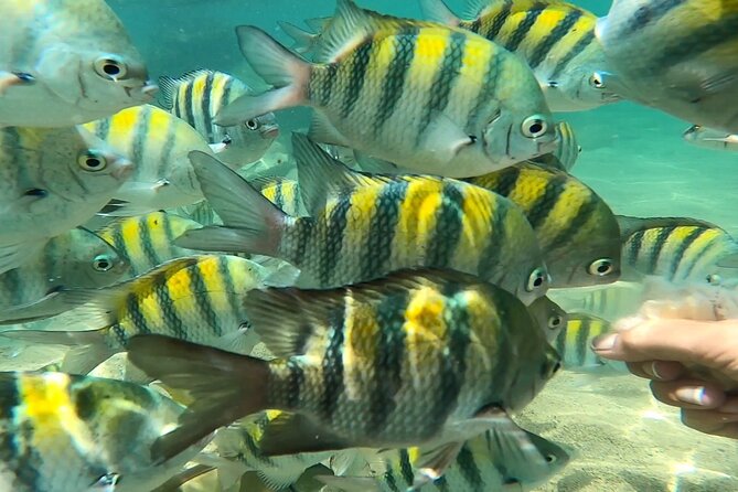 Puerto Rico Guided Tour from Old San Juan to Loïza - Balneario El Escambrón: Beach Amenities Plus Tropical Fish Viewing