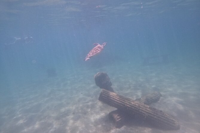 Puerto Rico Jet Snorkel with Turtles and Videos in San Juan - Getting the best turtle sightings, without turning it into a chore