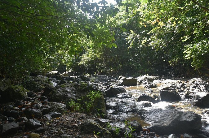 Puerto Rico Waterfall Hiking Tour: Discover Hidden Gems 2.0 - Guides and Group Vibe: Manuel, Jesús, Jerry, and Isaac