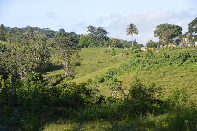 Puerto Rico Waterfall Hiking Tour: Discover Hidden Gems 2.0 - The Trail: 40 to 60 Minutes of Real Movement, Not a Walk in the Park