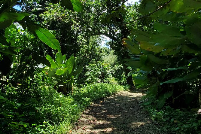 Rainforest and Junglequi Zipline Combo Tour - Nature Walk and Natural Pools: The Cool Down Part You’ll Remember