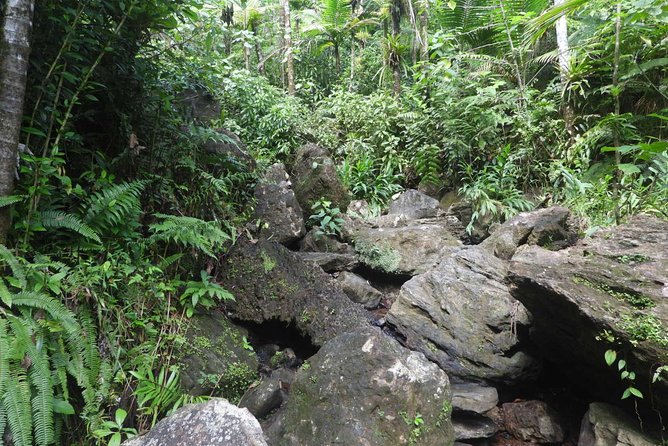 Rainforest Nature Walk & Luquillo Beach Combo - Why This Half-Day Combo Works: Rainforest River Meets Luquillo Beach
