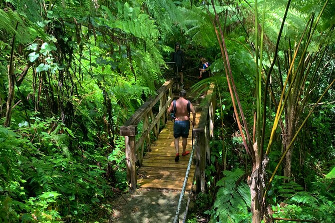 Rainforest Nature Walk & Luquillo Beach Combo - What the Nature Walk Feels Like (It’s Beginner Friendly, Not a Long Trek)