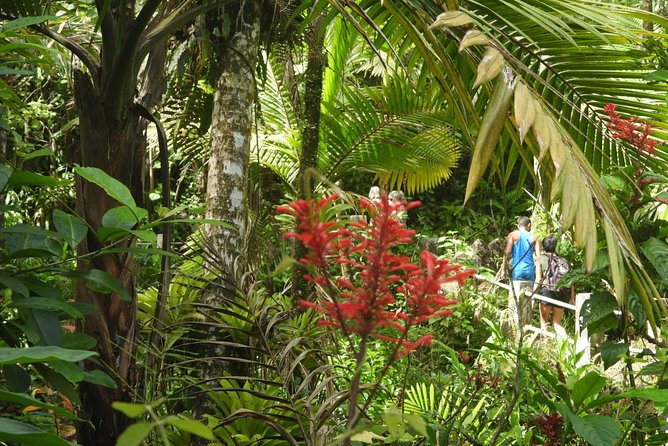 Rainforest Nature Walk & Luquillo Beach Combo - Getting There From San Juan: Pickup, Coastal Roads, and a Real Small-Group Day