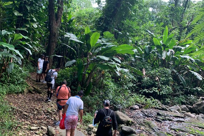 Rainforest River Nature Walk Adventure and Luquillo Beach - Money and Time: Is the $79 Half-Day Worth It?