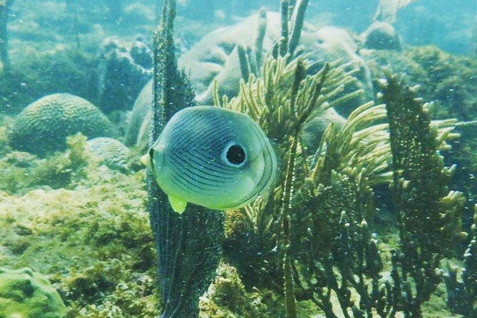 Rincon Snorkeling Adventure - Key highlights to know before you book
