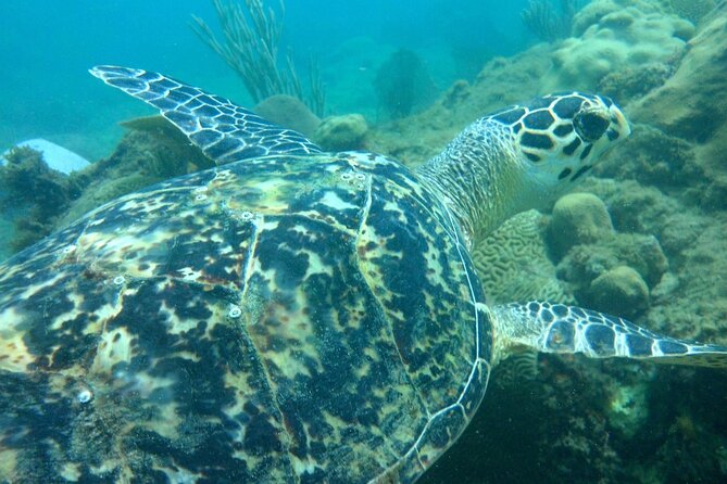 Rincon Snorkeling Adventure - Shore snorkeling at Tres Palmas: why this reef set-up works