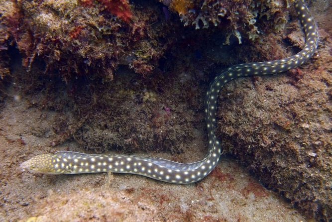 Rincon Snorkeling Adventure - Price and value: is $59 a smart deal in Rincon?
