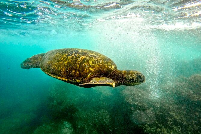 San Juan Guided Snorkel With Turtles Tour and Videos - Price and value: why $42.30 can work out well in San Juan