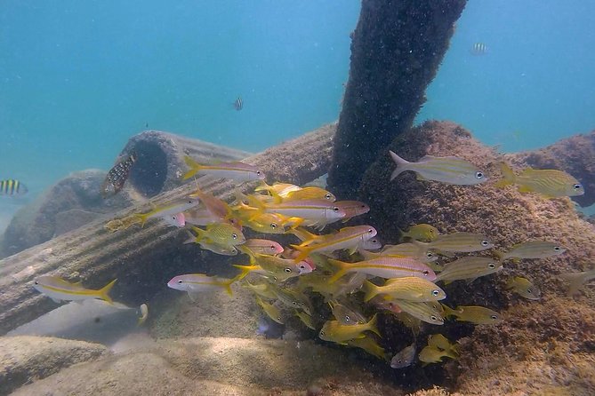 San Juan Guided Snorkel With Turtles Tour and Videos - When conditions change: how to protect your day (and your turtle wish)