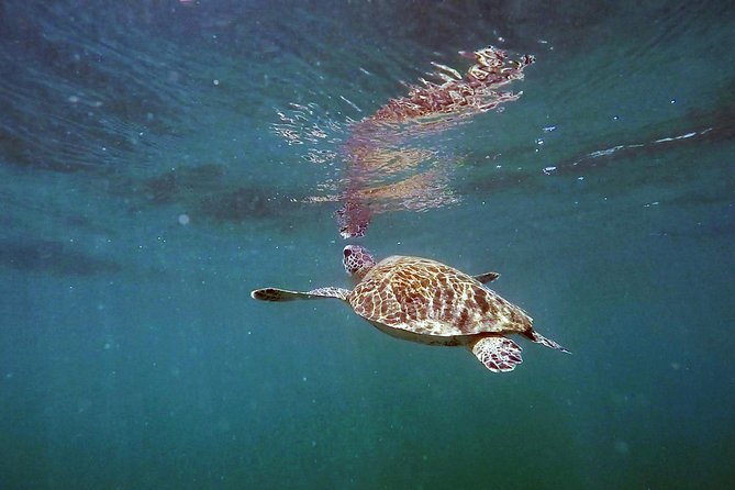 San Juan Guided Snorkel With Turtles Tour and Videos - Who should book this snorkeling with turtles tour?