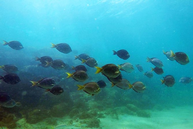 San Juan Guided Snorkel With Turtles Tour and Videos - Should you book it? My take on the San Juan guided snorkel with turtles