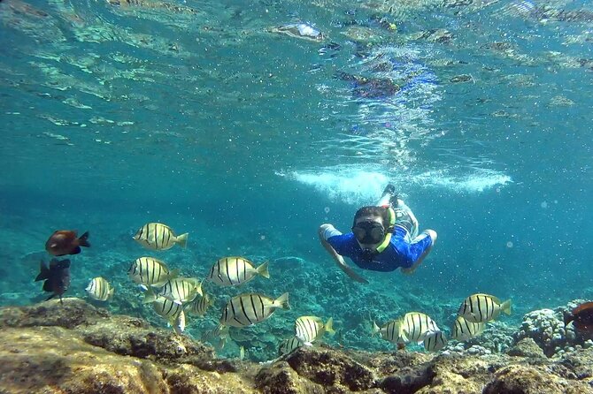 San Juan Guided Snorkeling Experience - With Transport 8am or 3pm - What the Guide Does Well Before You Start Snorkeling