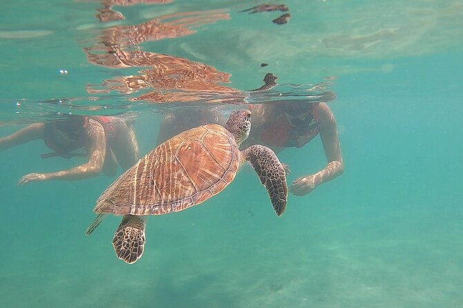 San Juan: Kids and Family Snorkeling Adventure with Videos - Key things you’ll notice
