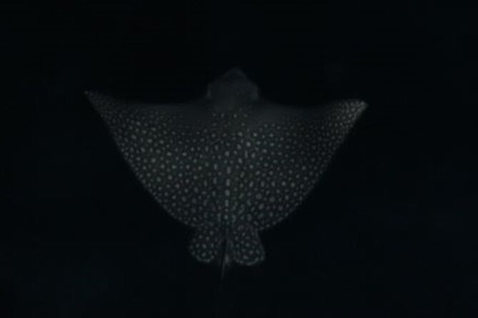 San Juan LED Night Snorkel - Timing in San Juan: Why the Evening Window Matters