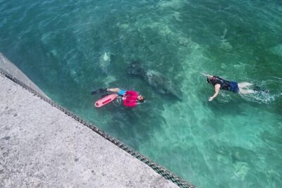 San Juan Snorkel with Turtles and Manatee’s; Free Video and Rum!