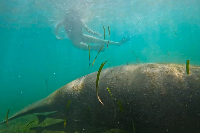 San Juan Snorkel with Turtles and Manatee's; Free Video and Rum! - The swim-out reality: currents, no boat, and how to stay comfortable