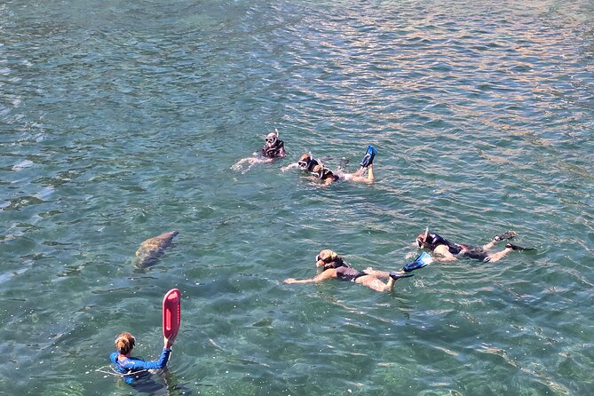 San Juan Snorkel with Turtles and Manatee's; Free Video and Rum! - Where the animals are: the protected marine sanctuary and what to look for