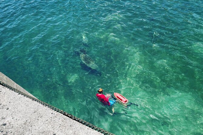 San Juan Snorkel with Turtles and Manatee's; Free Video and Rum! - Animal-safety rules that also help your snorkeling experience