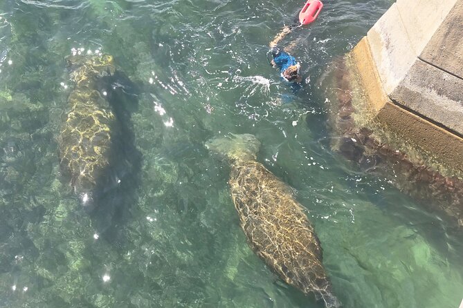 San Juan Snorkel with Turtles and Manatee's; Free Video and Rum! - Manatees not showing up: how the free return actually helps