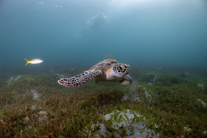 San Juan Snorkeling Tour with Fish and Turtles - Key highlights worth your attention