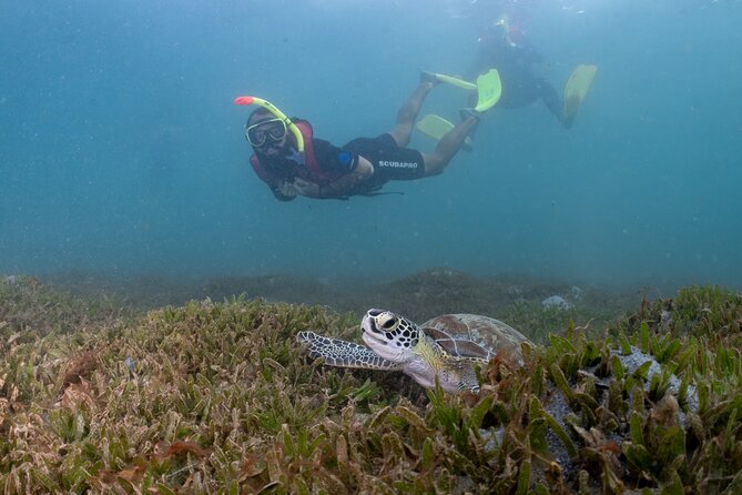 San Juan Snorkeling Tour with Fish and Turtles - When it is windy or visibility is poor, here is how to think about it