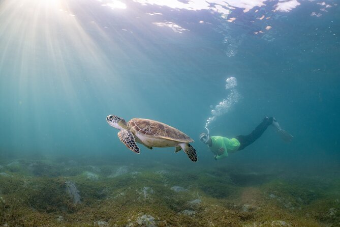 San Juan Snorkeling Tour with Fish and Turtles - Price, timing, and what your 2 hours are really buying