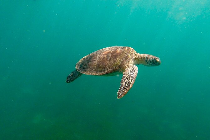 San Juan: Snorkeling with Turtles Adventure and Free Videos - Key highlights before you go
