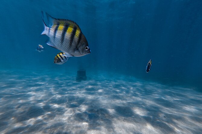 San Juan: Snorkeling with Turtles Adventure and Free Videos - The Snorkel Flow From Shore: What Happens After You Check In