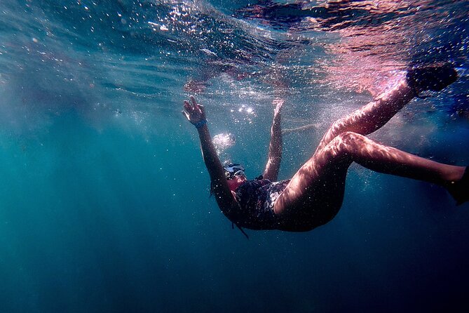 San Juan: Snorkeling with Turtles Adventure and Free Videos - Turtle Chances and Fish You’ll Likely See in the Bay