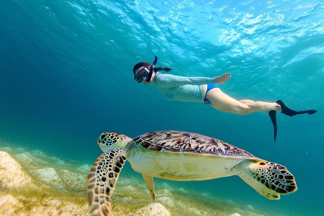 San Juan Turtle Spotting Snorkel Adventure with Videos - Key things to know before you go