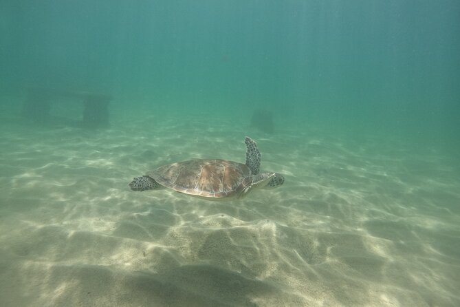 San Juan Turtle Spotting Snorkel Adventure with Videos - Small group size, gear, and luggage storage: the comfort details that add up