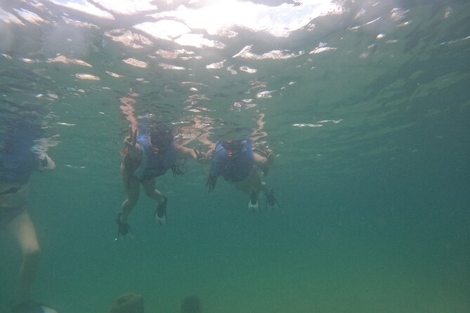 San Juan Turtle Spotting Snorkel Adventure with Videos - Price and value: $50 per person, and what you get for it