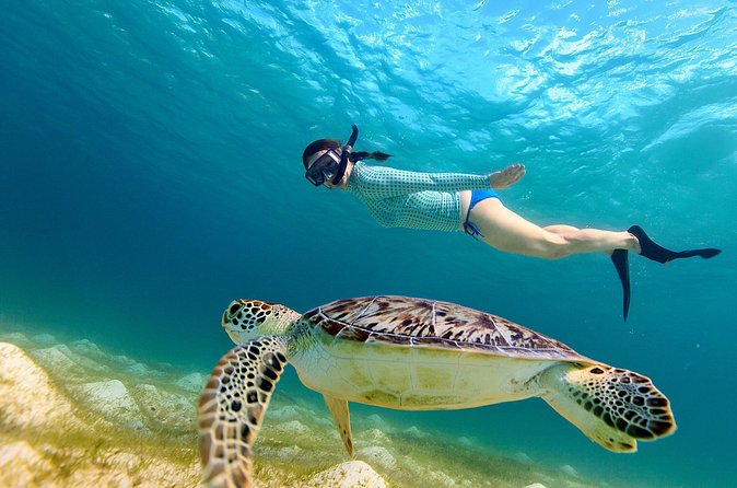 San Juan Turtle Spotting Snorkel Adventure with Videos - When conditions shift, your experience will shift too