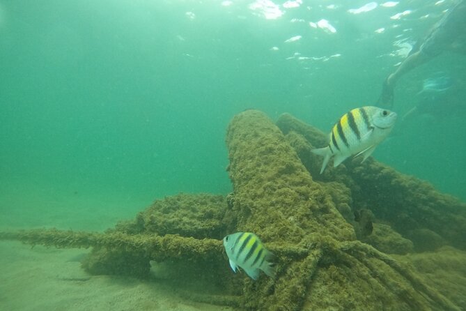 San Juan Turtle Spotting Snorkel Adventure with Videos - Who this snorkeling tour is best for