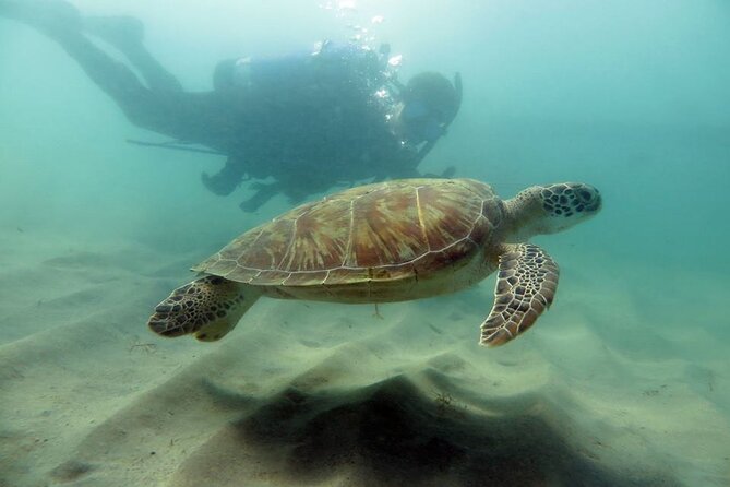 Scuba Tour for Certified Divers in San Juan - Key things that make this tour a smart choice