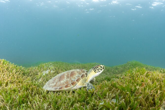 Scuba Tour for Certified Divers in San Juan - Guide attention in a max-10 group (and why that helps safety)