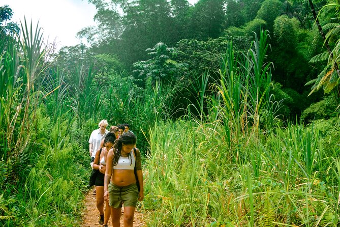 Small-Group El Yunque Rainforest Vivid Day Tour with Transport - Getting there from San Juan: pickup zones and how early you’ll start
