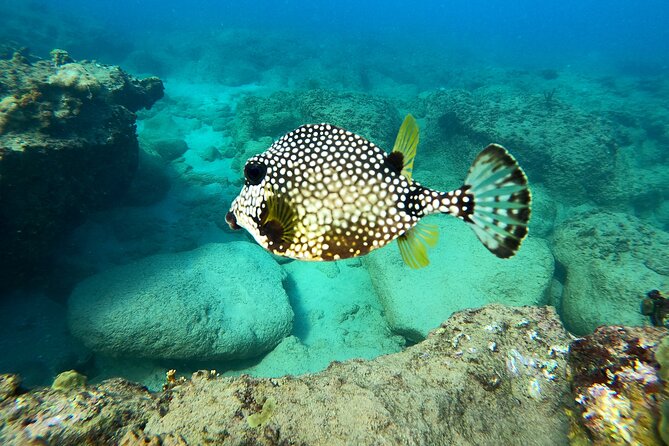 Snorkeling Adventure in Aguadilla - Gear and safety briefing: how the guides set you up