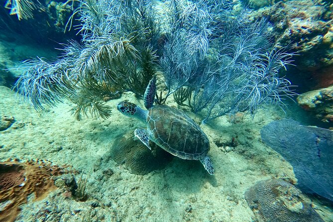 Snorkeling Adventure in Aguadilla - What you do in the water for about 2 hours