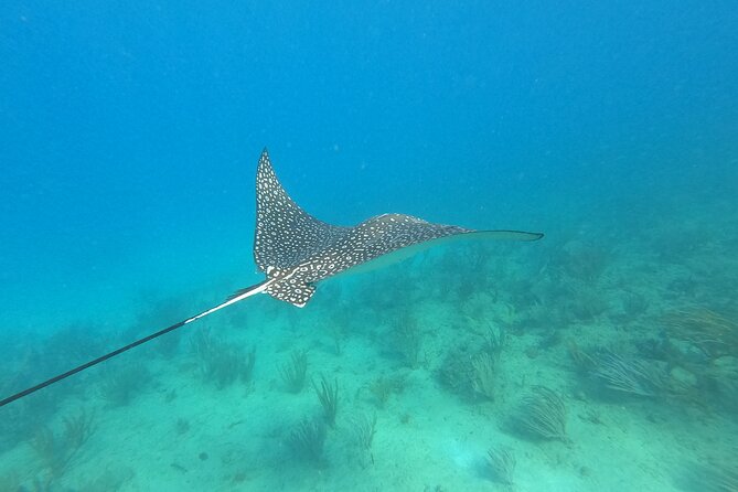 Snorkeling Adventure in Aguadilla - Why the guides’ marine-biology angle changes the whole experience