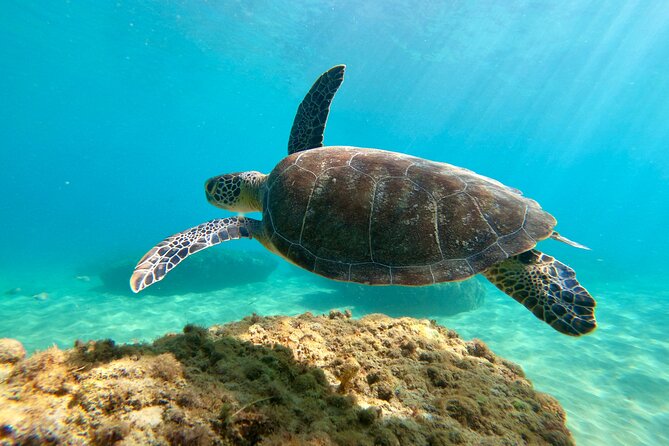 Snorkeling Adventure in Aguadilla - Price and value: is $98 really fair here?