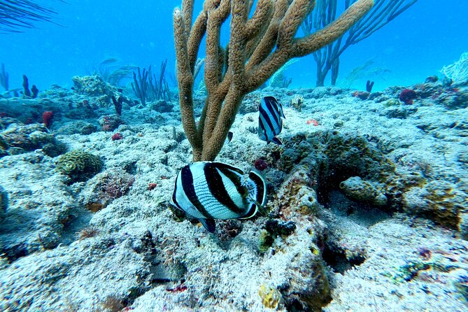 Snorkeling Adventure in Aguadilla - Conditions can change: how this tour handles a moody ocean