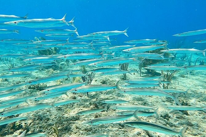Snorkeling Adventure in Aguadilla - Car-first logistics: where to meet and what to bring