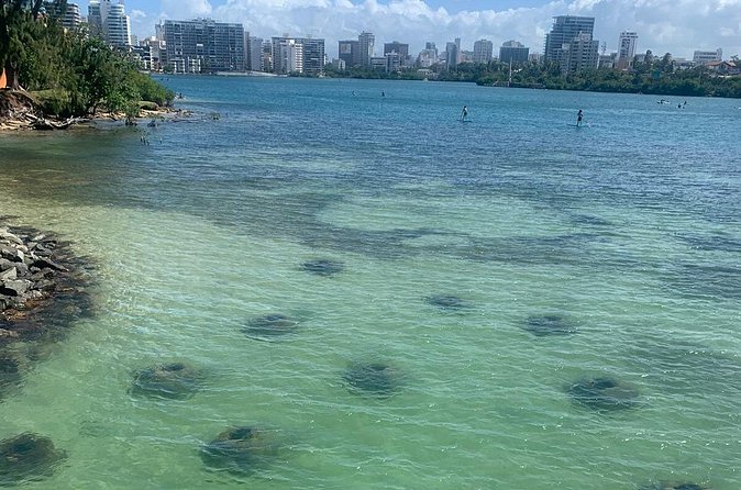 Snorkeling Guided Tour Experience in Condado Lagoon - How the Guides Help You Stay Safe in the Water