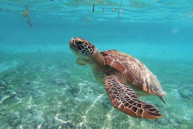 Snorkeling in Paradise - Videos Included - Key highlights you should know before you go
