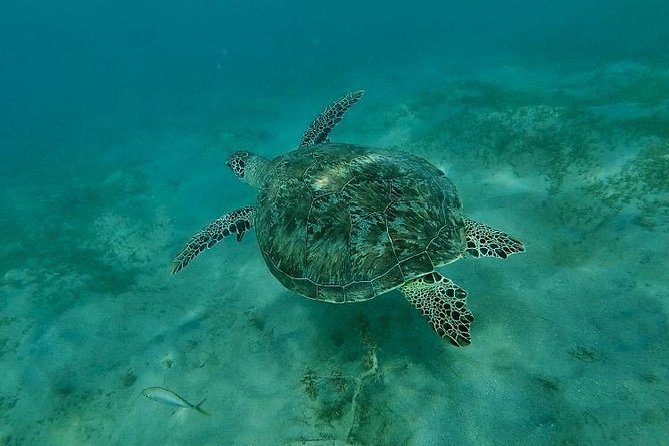 Snorkeling in Paradise - Videos Included - How the 90 minutes work, plus what to expect while you are in the water